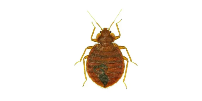 Lutikka eli lude ylhäältä kuvattuna valkoisella taustalla