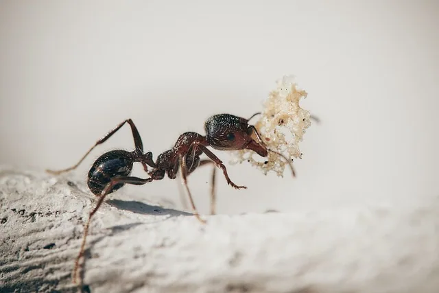 Tummanruskea muurahainen kantamassa vaaleaa ruoanmurua kivipinnalla