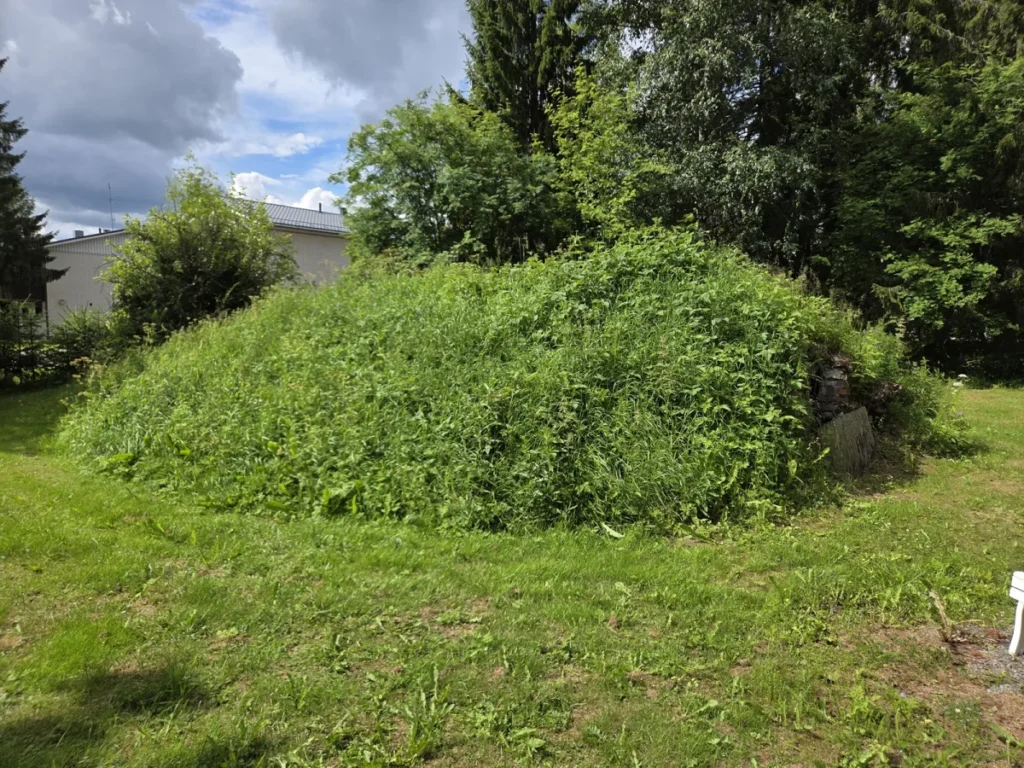 Rikkakasvien valtaama kumpare pihan reunassa ennen torjuntaa